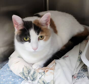 Rescue Domestic Short Hair Cats for Adoption in Trenton, New Jersey - Lulu (TAS#3) | PetCurious