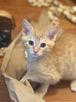 Domestic Short Hair Cats Available for Adoption - Cheez-It (6445) | PetCurious