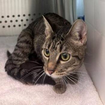Marinade -  Domestic Short Hair Cat for Adoption in Norman, Oklahoma - Marinade | PetCurious
