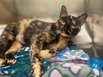 MARLOWE -  Domestic Short Hair Cat Available for Adoption in Fort Wayne, Indiana - MARLOWE | PetCurious