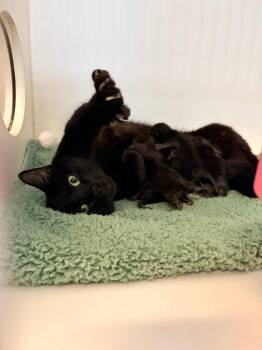 Gina baby Edgar -  Domestic Short Hair Cat for Adoption in Crandon, Wisconsin - Gina Baby Edgar | PetCurious