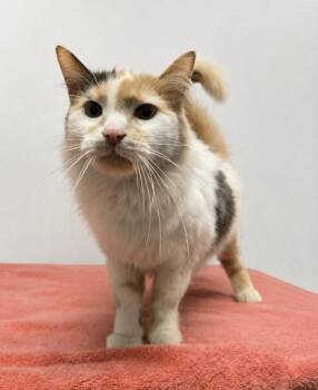 Domestic Medium Hair and Domestic Short Hair Cats Available for Adoption in West Chester, Pennsylvania - Poppyfrost | PetCurious