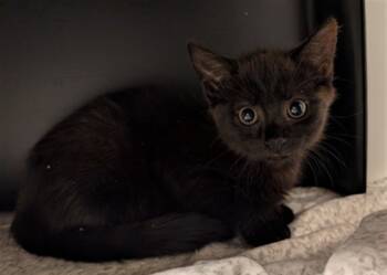 Rescue Domestic Short Hair Cats for Adoption in Ontario, California - STARLIGHT | PetCurious