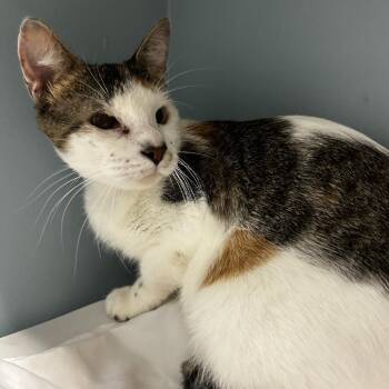 Smores -  Domestic Short Hair Cat for Adoption in Chattanooga, Tennessee - Smores | PetCurious