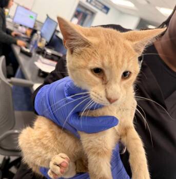 A1271590 -  Domestic Short Hair Cat for Adoption in Charlotte, North Carolina - A1271590 | PetCurious