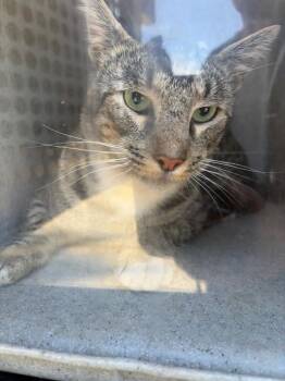 CHESTNUT 7 -  Domestic Short Hair Cat for Adoption in Rancho Cucamonga, California - CHESTNUT 7 | PetCurious