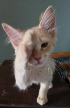 Phineas -  Domestic Medium Hair Cat for Adoption in Phoenix, Arizona - Phineas | PetCurious