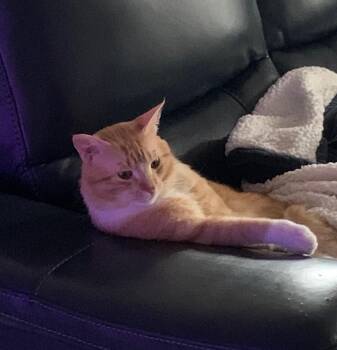 Domestic Short Hair Cats Available for Adoption in Houston, Texas - Jeff | PetCurious