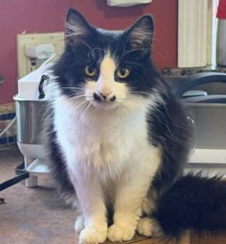 Domestic Long Hair Cats Available for Adoption in Anchorage, Alaska - Nala | PetCurious