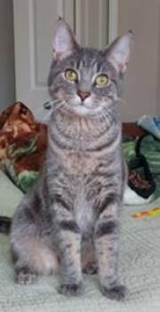 Tabby Cats Available for Adoption in Macomb, Michigan - Rocky | PetCurious