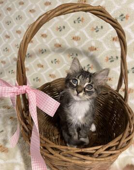 Uno -  Domestic Short Hair Cat for Adoption in Bethel, Ohio - Uno | PetCurious