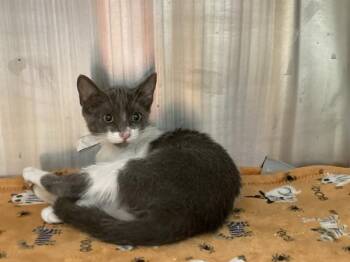 MCKENZI -  Domestic Short Hair Cat for Adoption in Tustin, California - MCKENZI | PetCurious