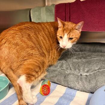 Ollie - Available from Foster -  Domestic Short Hair Cat for Adoption in South Burlington, Vermont - Ollie - Available From Foster | PetCurious