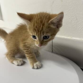 Zukes -  Domestic Short Hair Cat for Adoption in St. Louis, Missouri - Zukes | PetCurious