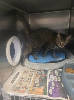 Jack -  Domestic Short Hair Cat Available for Adoption in Cortland, New York - Jack | PetCurious