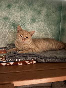 Rescue Domestic Short Hair Cats for Adoption in Altoona, Pennsylvania - Bubbles | PetCurious