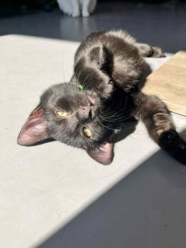 Rescue Domestic Short Hair Cats for Adoption in Tavares, Florida - Bijo | PetCurious