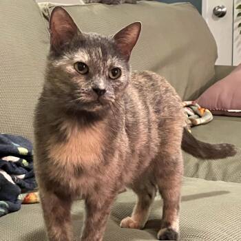 Domestic Short Hair Cats Available for Adoption - Tizzy | PetCurious