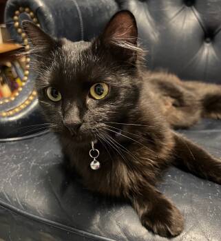 Rescue Domestic Long Hair Cats for Adoption in Millcreek, Utah - Lady Catherine | PetCurious
