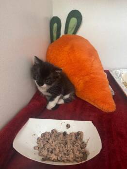 Domestic Short Hair Cats Available for Adoption in Sorrento, Louisiana - 26-0425C | PetCurious