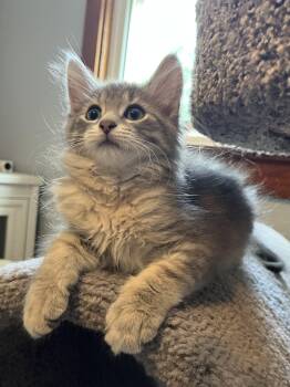 Rain -  Domestic Long Hair and Domestic Medium Hair Cat for Adoption in Massillon, Ohio - Rain | PetCurious