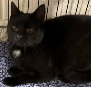 Domestic Short Hair Cats Available for Adoption - LOPEZ | PetCurious