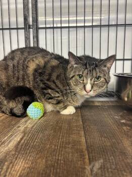 Monkey -  Domestic Short Hair Cat Available for Adoption in Algona, Iowa - Monkey | PetCurious