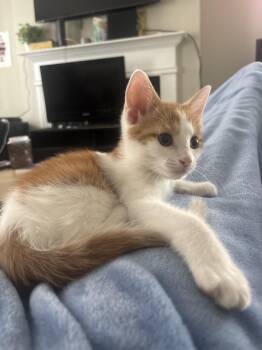 Domestic Short Hair Cats Available for Adoption in Columbia, South Carolina - Toilet Birthday Calendar | PetCurious