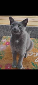 Stormy -  Russian Blue Cat for Adoption in Export, Pennsylvania - Stormy | PetCurious