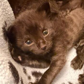 Domestic Short Hair Cats Available for Adoption in Blairsville, Georgia - Cola Bear | PetCurious