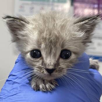 Houdini -  Siamese Cat for Adoption in Redwood Valley, California - Houdini | PetCurious