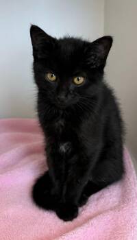Vinnie -  Domestic Short Hair Cat for Adoption in Columbia, Tennessee - Vinnie | PetCurious