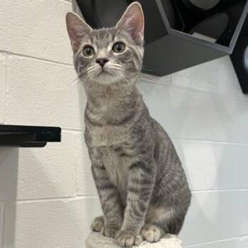 Blossom (Bonded) -  Domestic Short Hair Cat for Adoption in Wheaton, Illinois - Blossom (Bonded) | PetCurious