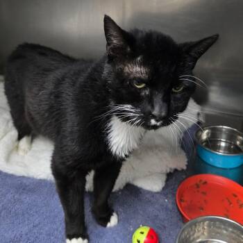 Topher Grace -  Domestic Short Hair Cat for Adoption in San Jacinto, California - Topher Grace | PetCurious