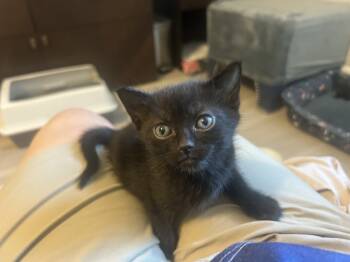 Rescue Domestic Medium Hair and Siamese Cats for Adoption in Austin, Texas - Rocky | PetCurious