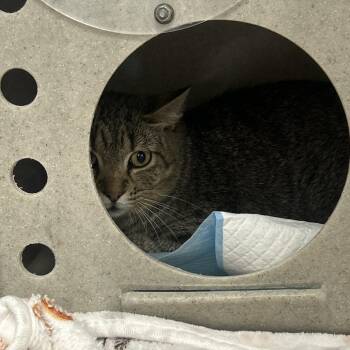 Sutton -  Domestic Short Hair Cat for Adoption in Salt Lake City, Utah - Sutton | PetCurious