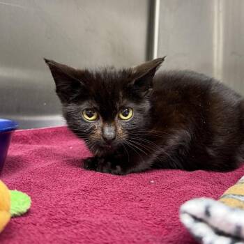 Snowflake -  Domestic Short Hair Cat for Adoption in Indianapolis, Indiana - Snowflake | PetCurious