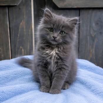 Domestic Long Hair Cats Available for Adoption - Erika | PetCurious