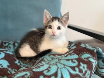 Andi -  Domestic Short Hair and Tabby Cat for Adoption in Houston, Texas - Andi | PetCurious