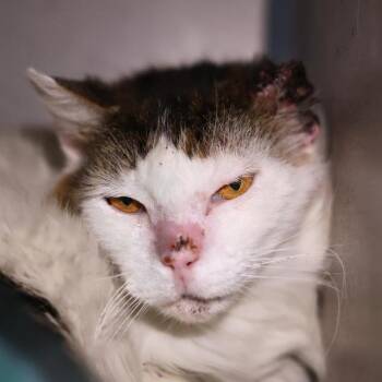 LOYD -  Domestic Long Hair Cat for Adoption in San Antonio, Texas - LOYD | PetCurious