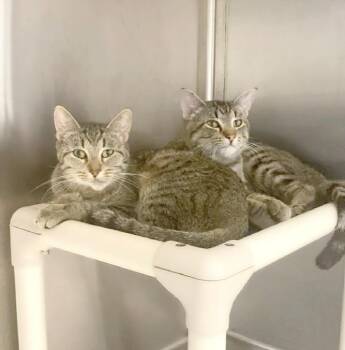 Rescue Domestic Short Hair Cats for Adoption in Nevada, Missouri - Mitsy And Wilson | PetCurious