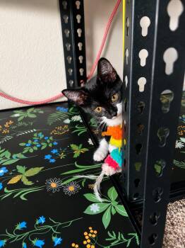 Gamora -  Domestic Short Hair Cat for Adoption in Rio Linda, California - Gamora | PetCurious