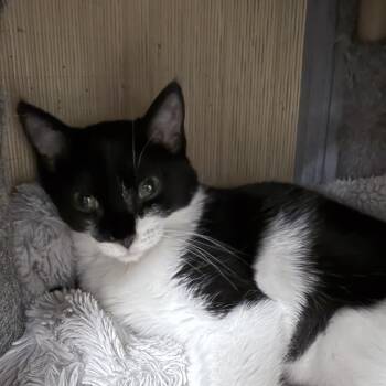 Rescue Domestic Short Hair Cats for Adoption in Momence, Illinois - Marshall | PetCurious