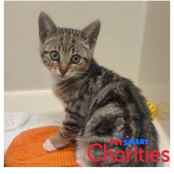 Jessie -  Domestic Short Hair Cat for Adoption in St. Helena, California - Jessie | PetCurious