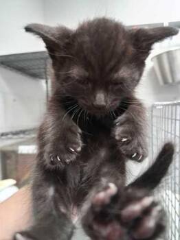 Morticia -  Domestic Short Hair Cat for Adoption in Sevierville, Tennessee - Morticia | PetCurious