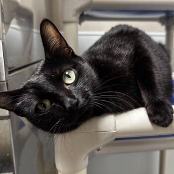 Domestic Short Hair Cats Available for Adoption in Blue Ridge, Georgia - Mary | PetCurious