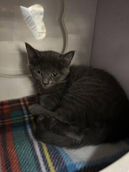 Shirley -  Domestic Short Hair Cat for Adoption in Alafaya, Florida - Shirley | PetCurious