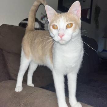 Nola -  Domestic Short Hair Cat for Adoption in Webster, Texas - Nola | PetCurious