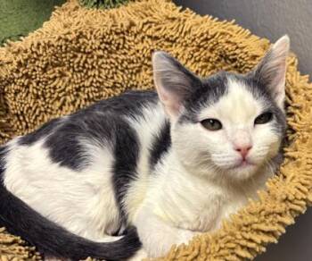 Gemini 496-26 -  Domestic Short Hair Cat for Adoption in Cumming, Georgia - Gemini 496-26 | PetCurious