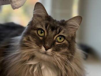 Blue -  Domestic Long Hair Cat for Adoption in Portland, Oregon - Blue | PetCurious